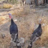 بوقلمون نر