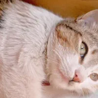 واگذاری رایگان بچه گربه خانگی