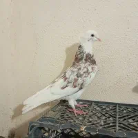 کبوتر شازده سورور سرور سبز کله دار زاغ دم سفید