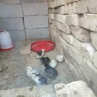 جوجه گلین لری ۴۰تاج