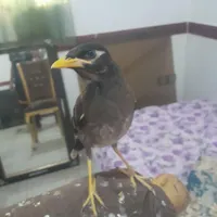 یک عدد جوجه مینا