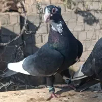 جفت سیا پلنگ عتیقه