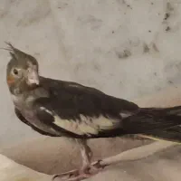عروس هلندی