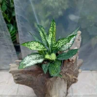 گل های اپارتمانی|گل و گیاه طبیعی|خوی, |دیوار