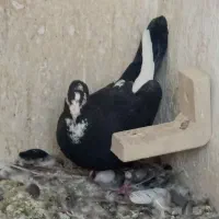 نرپلنگ کلاهی نرماده زاغ دمسفید
