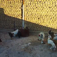 مرغ و خروس رسمی لهستانی|حیوانات مزرعه|یزد, |دیوار