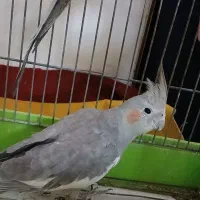 طوطی عروس