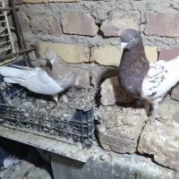 دوجفت پرشی جفت کله ای جفت سینه ای|پرنده|زابل, |دیوار