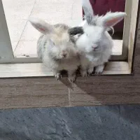 خرگوش