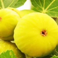 تولید وفروش نهال انجیر عسلی