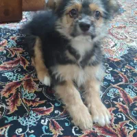 اشپیتز شیتزو