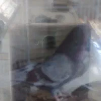 گمشده نر پشتار در شهر ابریشم