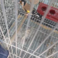 سیره بروجردی