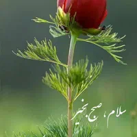 نظافت منزل واپارتمان