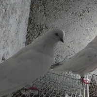 ۳عدد کبوتر عتیقه۲تا جم یدونه قرمزی گوچه|پرنده|آذرشهر, |دیوار
