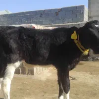 گوساله نر شیر خوار