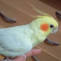 نرماده قناری و عروس هلندی آماده|پرنده|کرمان, |دیوار