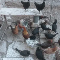 تخم نطفه دار لری و گلین|حیوانات مزرعه|خمینی‌شهر, |دیوار