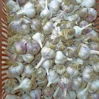 فروش سیر
