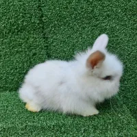 خرگوش لوپ اصیل هلندی از بهترین نژاد|موش و خرگوش|ساری, |دیوار