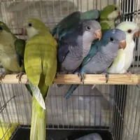 طوطی راهب کواکر رام و دستی پنجمین طوطی سخنگو دنیا|پرنده|تهران, هفت حوض|دیوار
