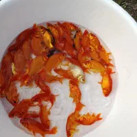 ماهی قرمز|ماهی|قنوات, |دیوار