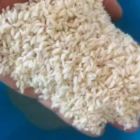 برنج چمپا درجه یک خوش پخت خوش طعم