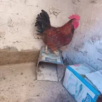 دوتا خروس محلی جوان|حیوانات مزرعه|طرقبه, |دیوار