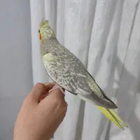 عروس هلندی|پرنده|شهر ری, منصوریه منگل|دیوار