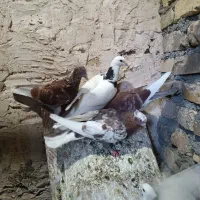 کبوتر|پرنده|مشهد, چهاربرج|دیوار