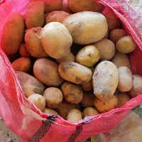 سیب‌زمینی کاملا ارگانیک