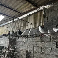 کبوتر پرشی|پرنده|بابل, |دیوار