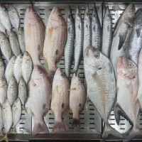 ماهی ۱۳۹ تومان