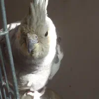 یک عدد عروس هلندی|پرنده|صباشهر, |دیوار