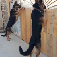 واگذاری سگ ژرمن اصیل  ۳ماه نر وماده