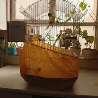 مرغ عشق انگلیسی|پرنده|فردیس, داوری|دیوار