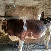 گوساله نر سمینتال برای قربانی