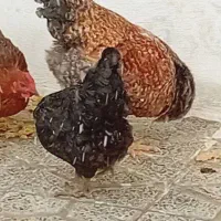 مرغ و خوروس