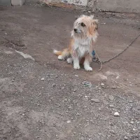 سگ پاکوتا