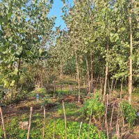 فروش زمین باغی ۶کیلومتری زیباکنار