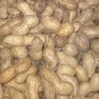خرید فروش بادام زمینی
