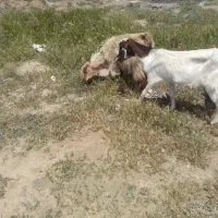۲راس بزشیری۳۱هردوویکساله استاق ۱۲۷۰۰