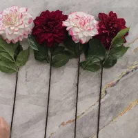 ۸ شاخه گل کوکب