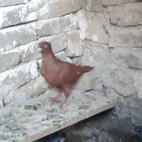 کبوتر سرخ کاکولی .نر عالی