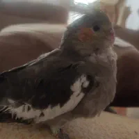 جوجه عروس هلندی