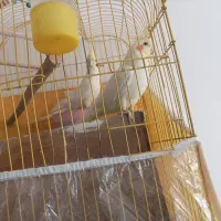 عروس هلندی باقفس
