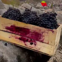 نهال ریشه انگور سیاه دوسال|خدمات باغبانی و درختکاری|کرمانشاه, |دیوار