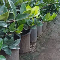 یاس هلندی سطل ۴ و ۷