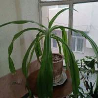 گل با گلدان