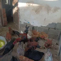 چندعدد مرغ خروس هس فقط میخام با مرغ دورگ معاوضه